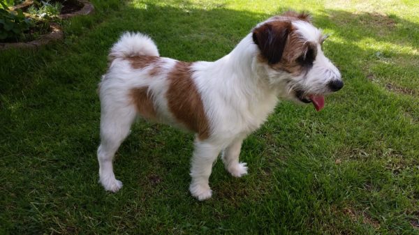Gustel